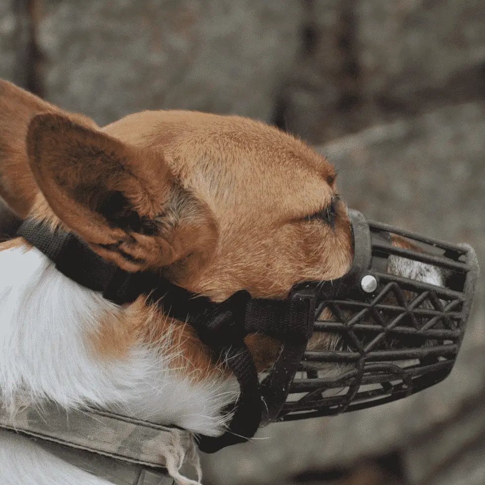 how long can a muzzle stay on a dog