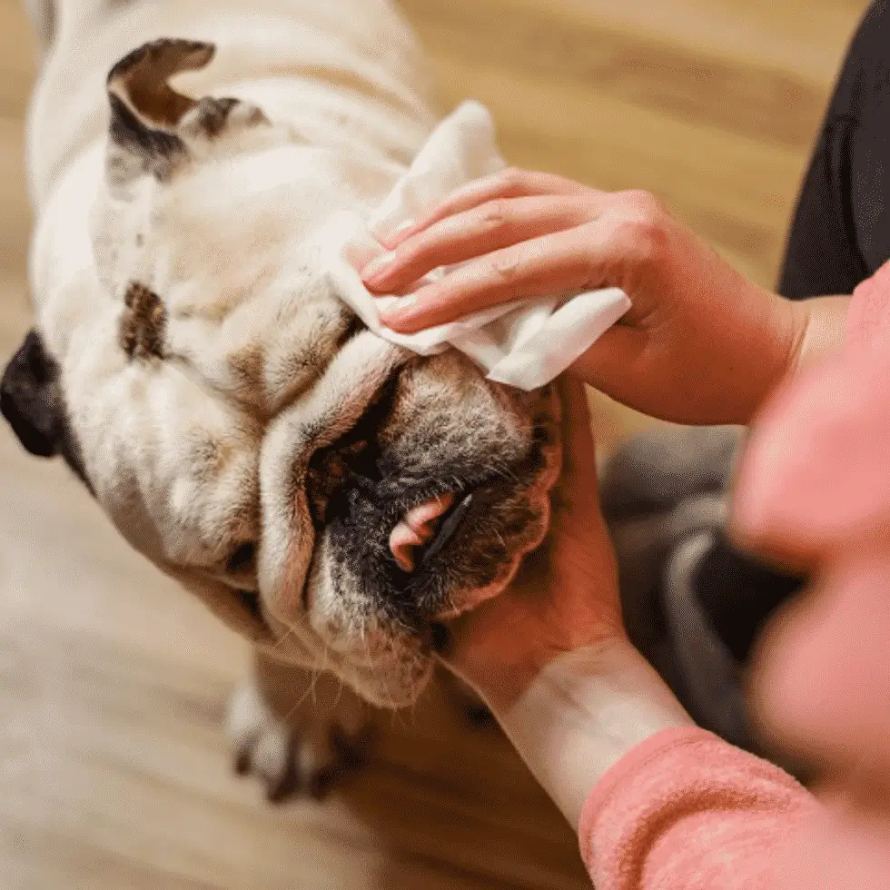 What Are Dog Grooming Wipes?