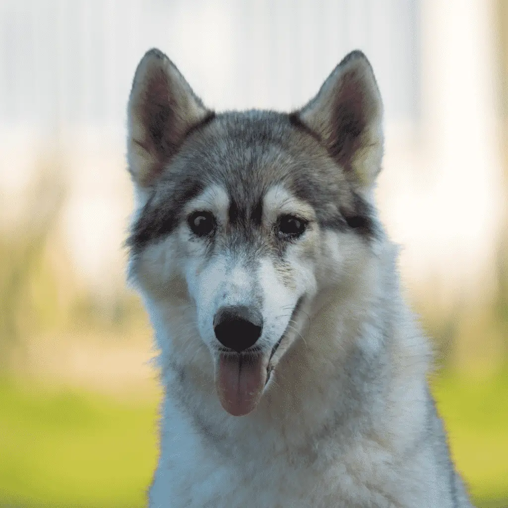 Husky sibérien - les meilleurs chiens de taille moyenne