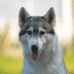 Siberian Husky - medium dog breeds ; medium sized dog breeds ; best medium sized dogs ; best medium size dogs ; small to medium sized dogs