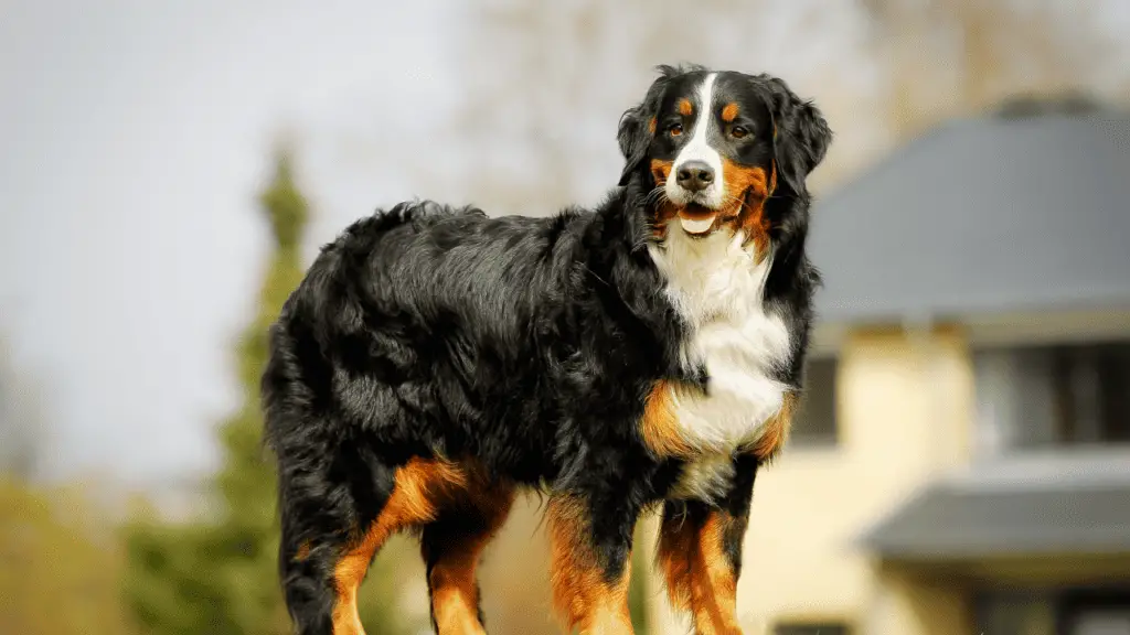 Big Dog Breeds - Bernese Mountain Dog