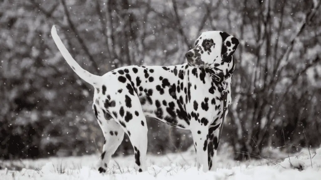 Grandes races de chiens - Dalmatien