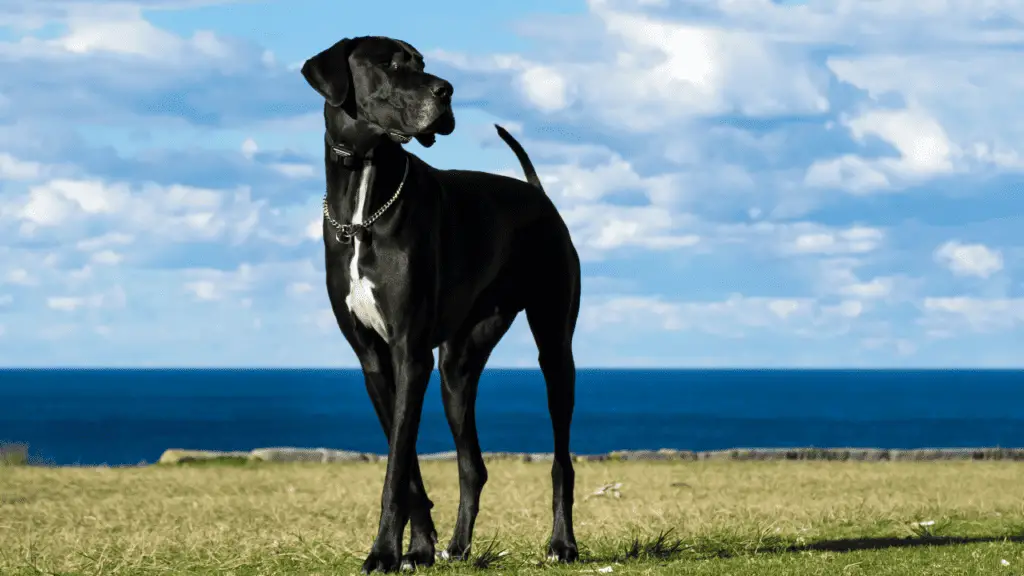 Grands chiens de race - Dogue allemand - Grands chiens - Grands chiens de race