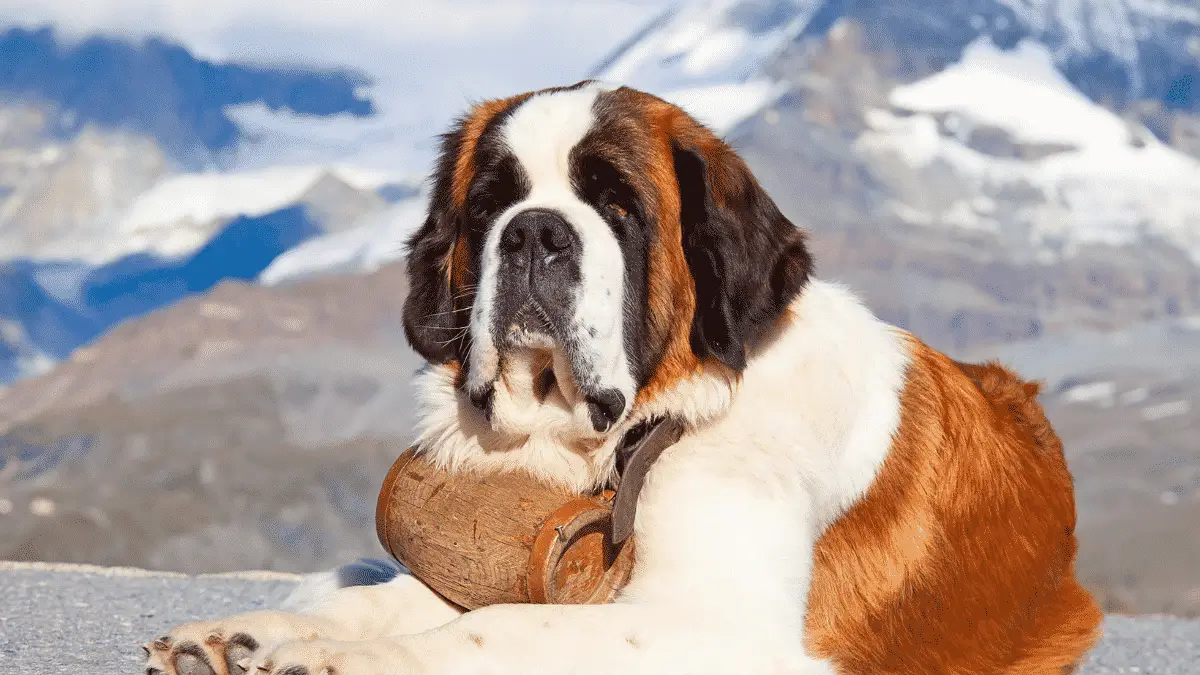 Saint Bernard Big Dog Breeds - Dogsized