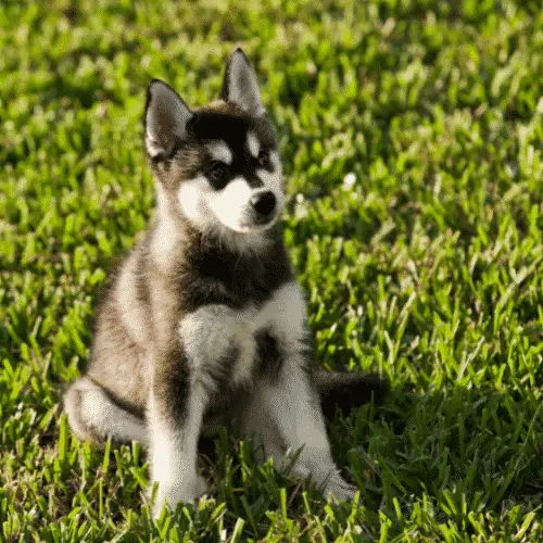 Alaskan-Klee-Kai-Petits chiens qui sont des chiens de taille moyenne