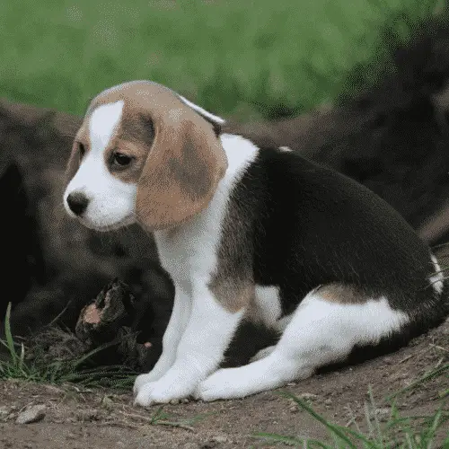 Beagle - Kleine Hunde, die mittelgroße Hunde sind