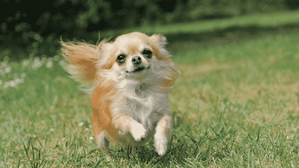 Chihuahua - Les plus petites races de chiens