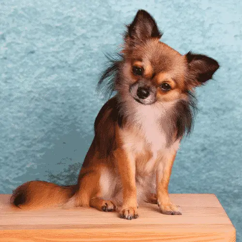 Chihuahua - Kleinste Hunderassen_