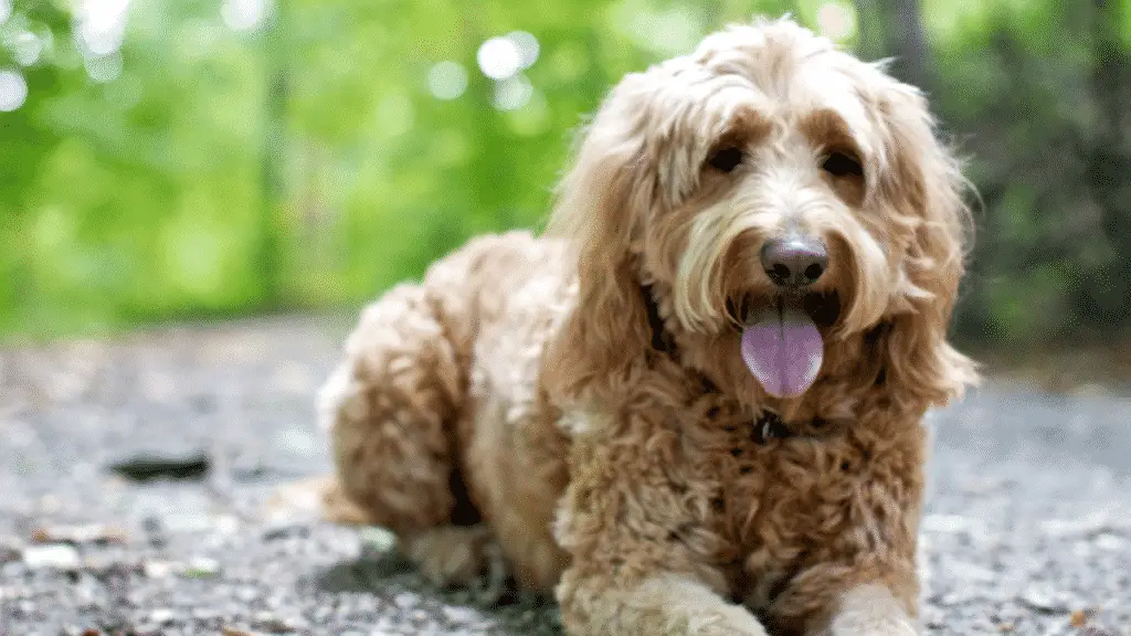 Golden Doodle - Hybrid Dog Breeds