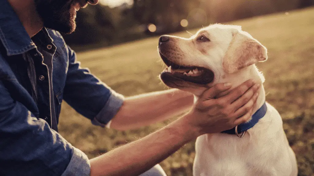 Dog CPR