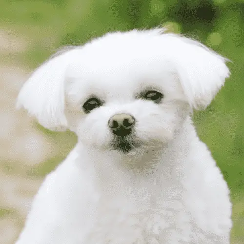 Malteser - Kleinste Hunderassen