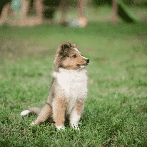 Shetland-Sheepdog-Small-Dogs-That-Are-Medium-Sized-Dogs