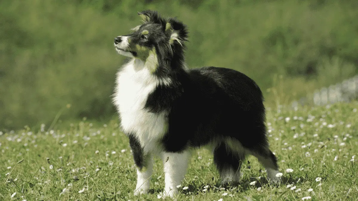 Small Dog Breeds That Are Actually Medium Dog Breeds