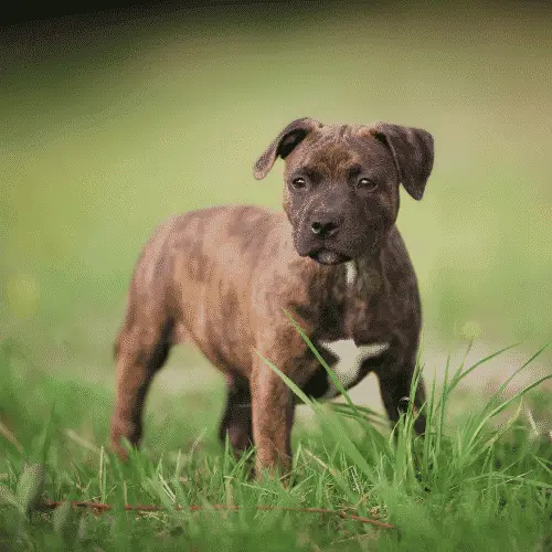 Staffordshire Bull Terriers - Des petits chiens qui sont des chiens de taille moyenne