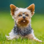Yorkshire Terrier - Smallest Dog Breeds