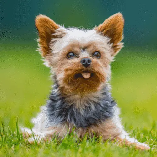 Yorkshire Terrier - Smallest Dog Breeds - Small Dogs - Dog Sizes