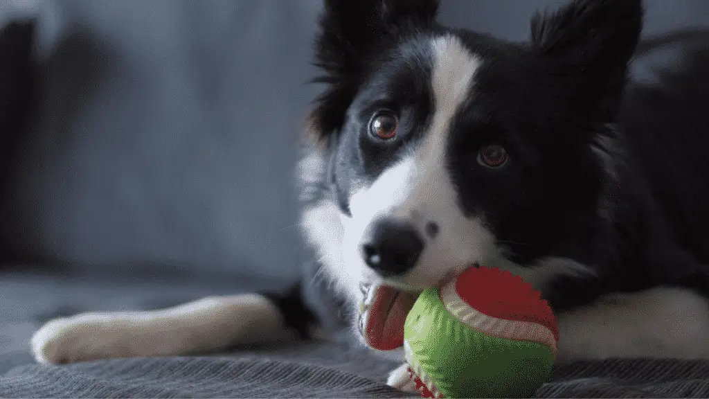 Medium Sized Dogs - Border Collie