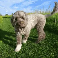 Dog Breeds That Don't Shed - Portuguese Water Dog