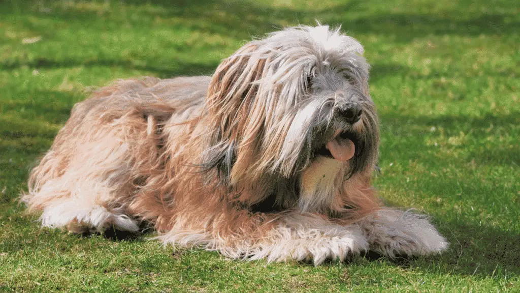 The Most Adorable Dog Breeds That Don't Shed Dogsized