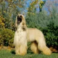 Les grands chiens qui ne perdent pas leurs poils - Chien Afghan