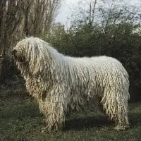 Les grands chiens qui ne perdent pas leurs poils - Komondor