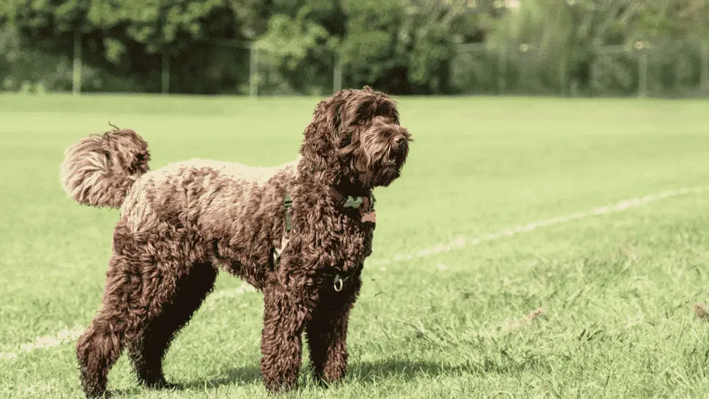Big Dogs That Don't Shed - Labradoodle