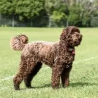Big Dogs That Don't Shed - Labradoodle
