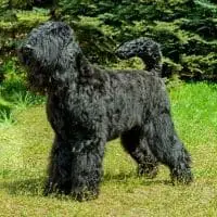 Big Dogs That Don't Shed - Giant Schnauzer