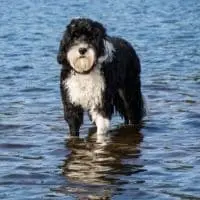 Große Hunde, die nicht weinen - Portugiesischer Wasserhund
