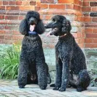 Big Dogs That Don't Shed - Standard Poodle