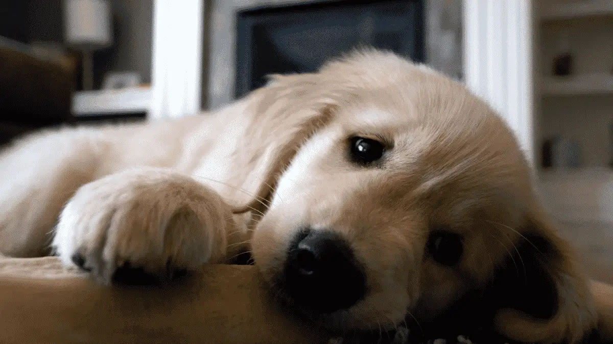 Calm Dog Breeds - Golden Retriever Puppy
