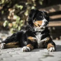 Fluffy Dog Breeds - Bernese Mountain Dog