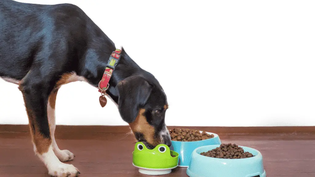 Best Dog Food For Large Dog Breeds