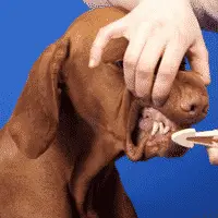 Conseils de soins dentaires pour les grands chiens