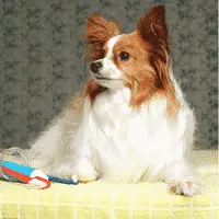 Zahnpflegetipps für kleine bis mittelgroße Hunde