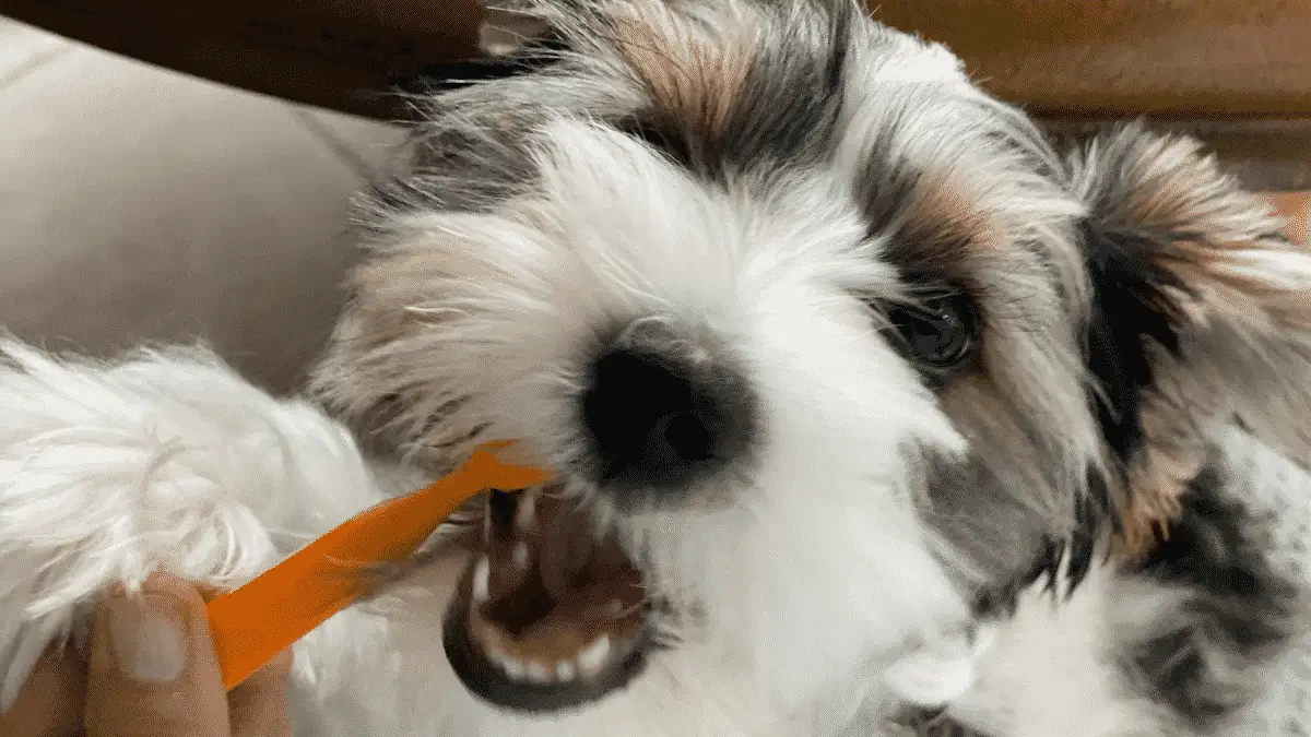 Zahnpflegetipps für kleine, mittlere und große Hunde