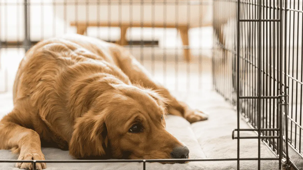 Choisir la bonne cage pour des chiens de tailles différentes