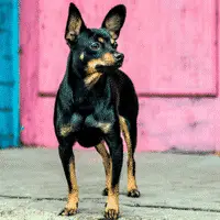 Zwerghunderassen / Der kleinste Hund der Welt