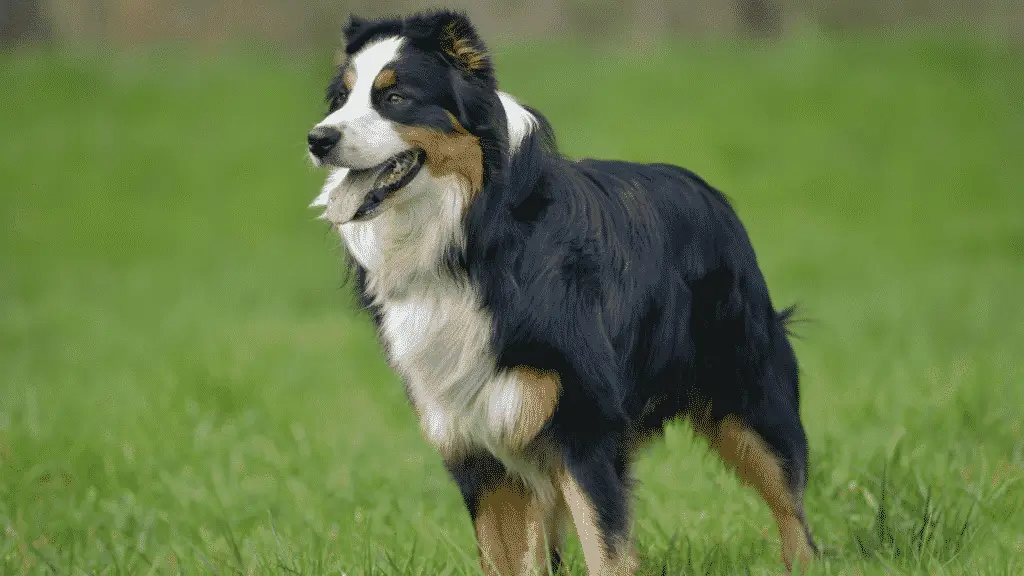 Australian Shepherd