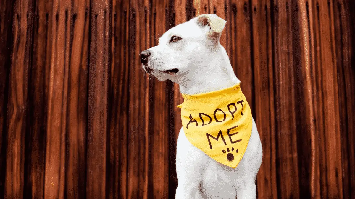 The Impact of Adopt a Pet Month: Saving Dogs One Adoption at a Time