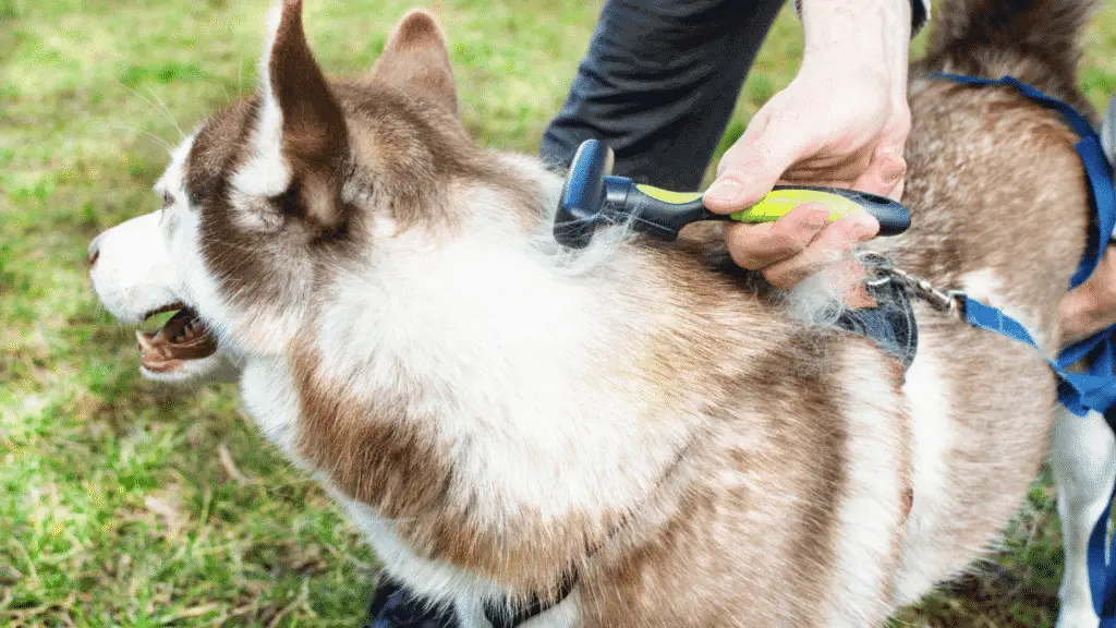 Big dogs - Large Breed Dogs - Big Dog Breeds - Shedding