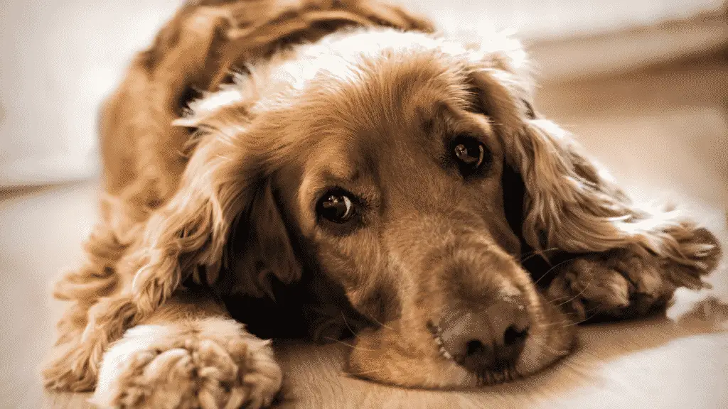 Cocker Spaniel