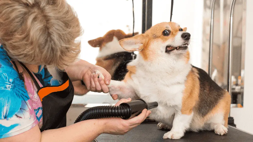 Dog Grooming Tools