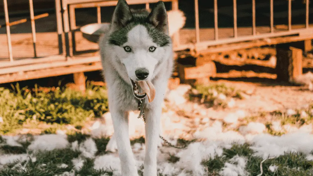 Dog Shedding Tips - Large Dog Breeds 1