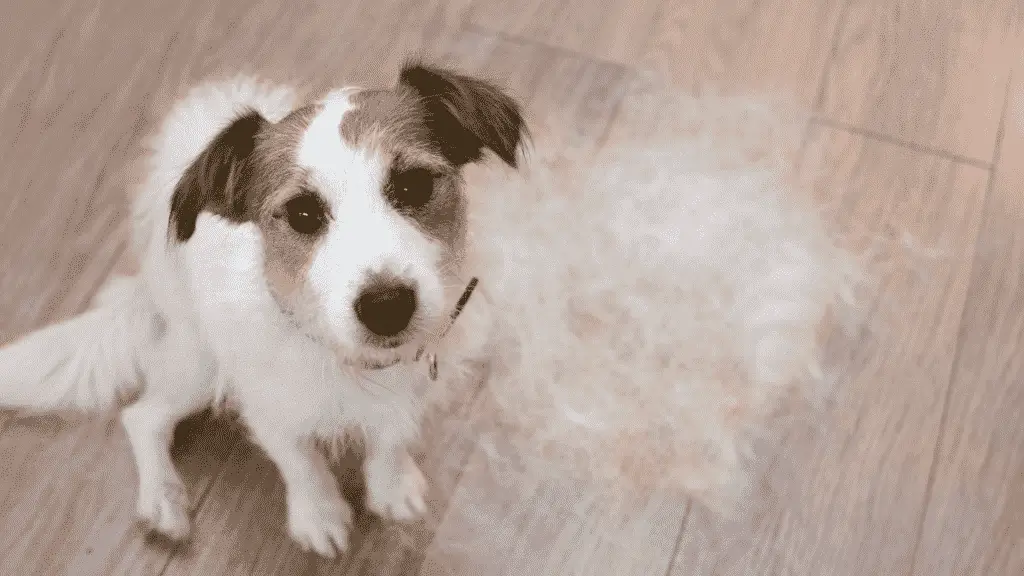How To Manage and Reduce Dog Shedding