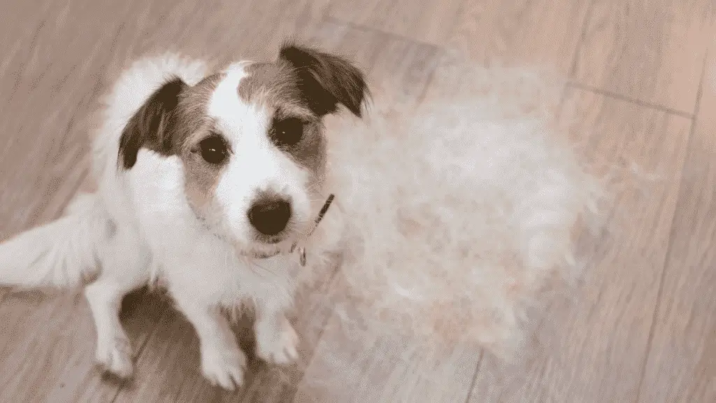 Dog Shedding Tips from Vet