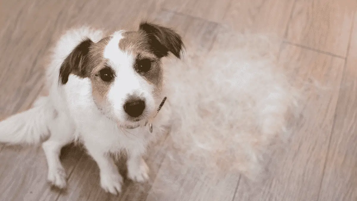 Conseils du vétérinaire sur la perte de poils des chiens