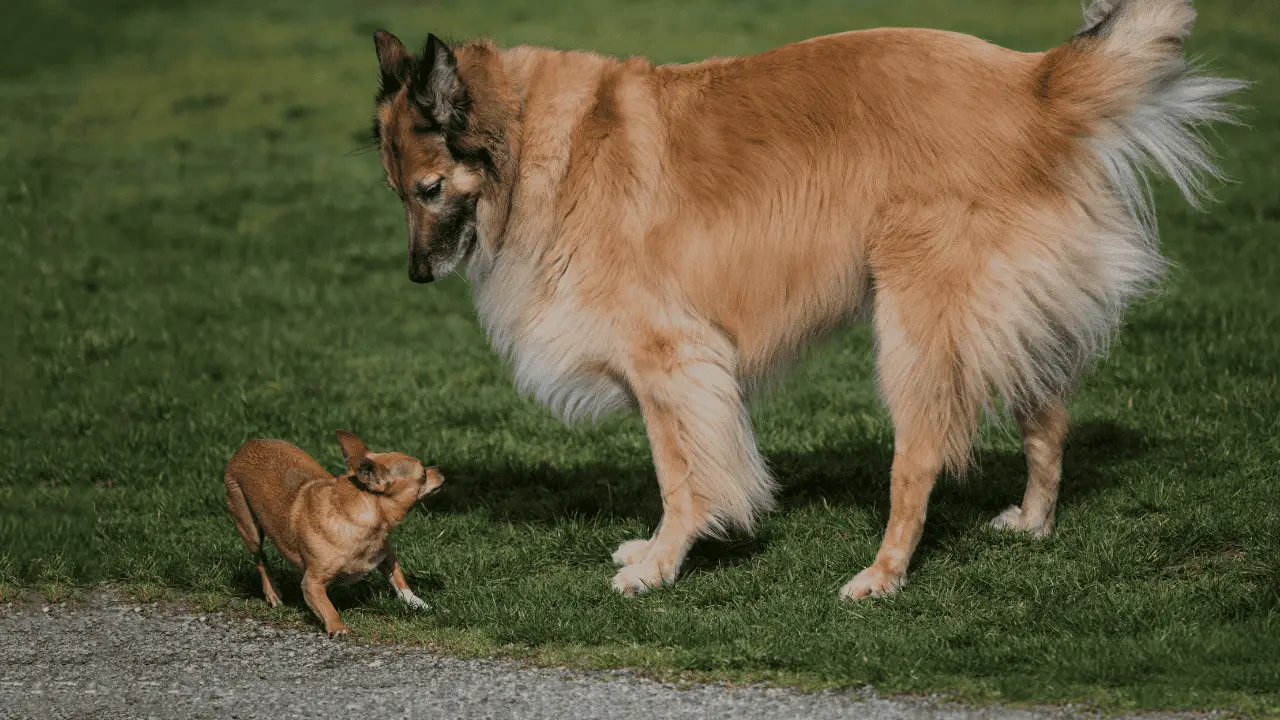 what dogs are classed as large breeds