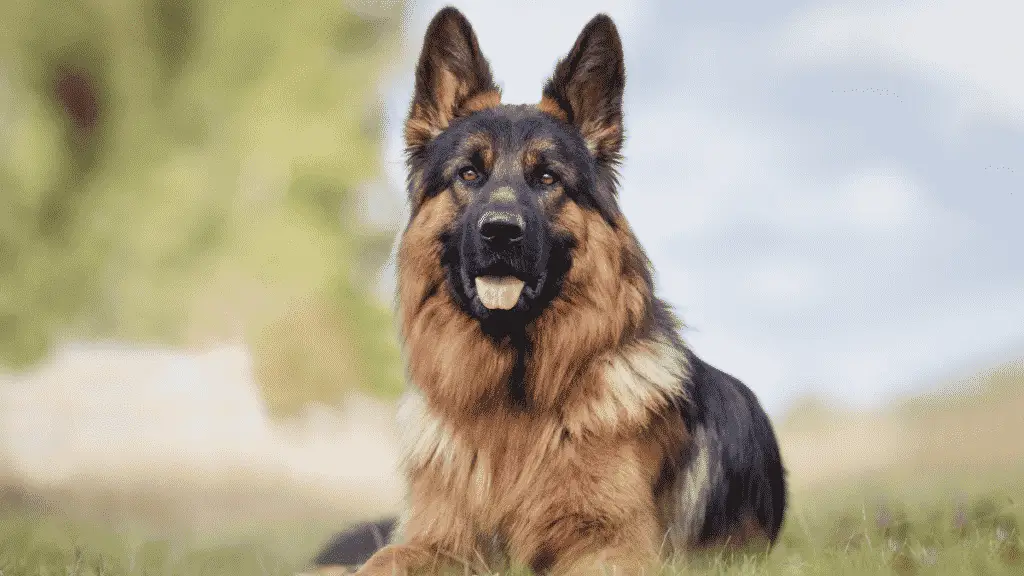 German Shepherd