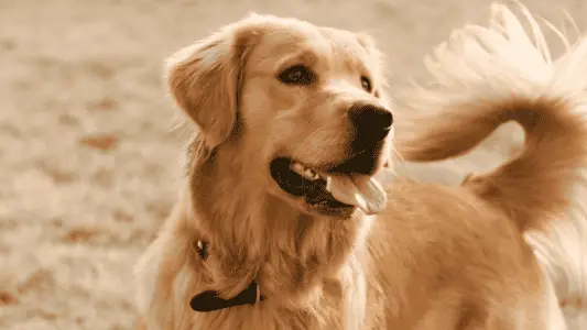 Golden Retriever – One of The Most Loved Dogs